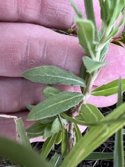Oenothera humifusa, photograph (c) Anne Parker, some rights reserved (CC BY)