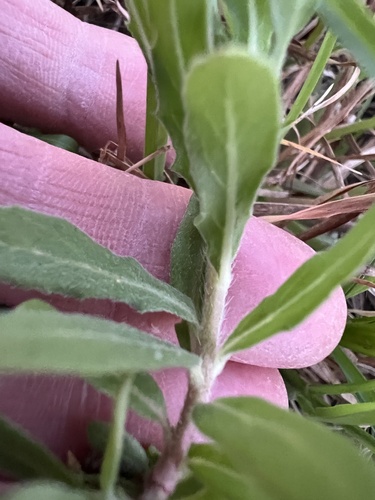 Oenothera humifusa, photograph 4