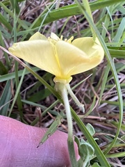 Oenothera humifusa, photograph (c) Anne Parker, some rights reserved (CC BY)