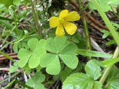 Oxalis suksdorfii