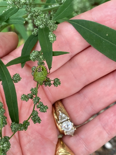 Southern Green Stink Bug