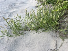 Cenchrus tribuloides