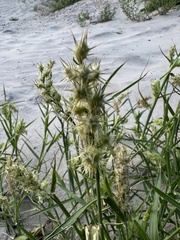 Cenchrus tribuloides, photograph (c) Anne Parker, some rights reserved (CC BY)