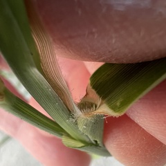 Cenchrus tribuloides, photograph (c) Anne Parker, some rights reserved (CC BY)