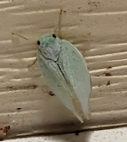 Northern Flatid Planthopper