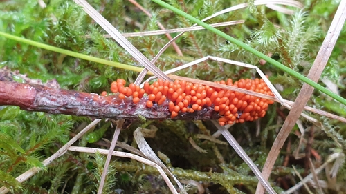 insect-egg slime