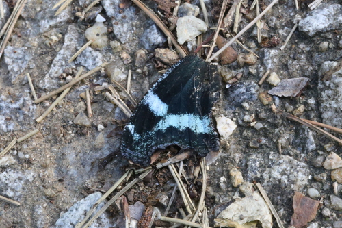 Blue Admiral