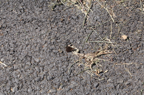 Common Beak