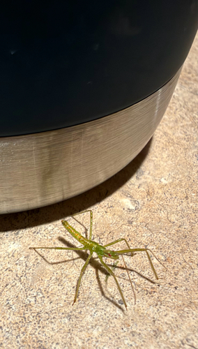 Pale Green Assassin Bug