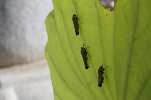 Black-tipped Leafhopper
