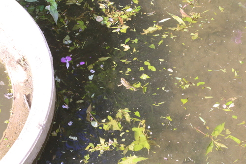 Black-spotted Frog