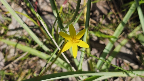 Pauridia vaginata