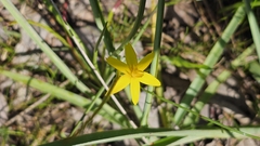 Pauridia vaginata