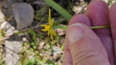 Pauridia vaginata, photograph (c) Rosalie Lawrence, some rights reserved (CC BY)