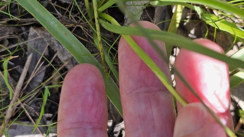 Pauridia vaginata, photograph 2