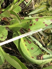 Cercospora