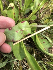 Cercospora
