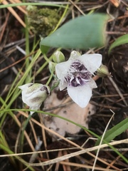 Calochortus elegans