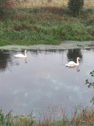 Mute Swan