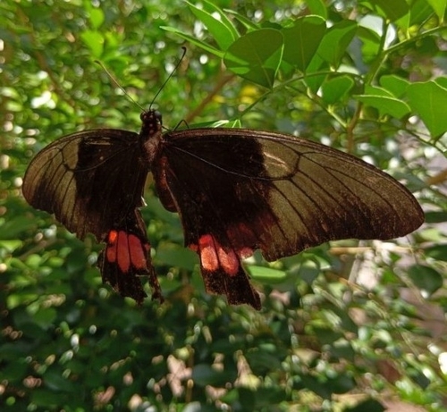 Ruby-spotted Swallowtail