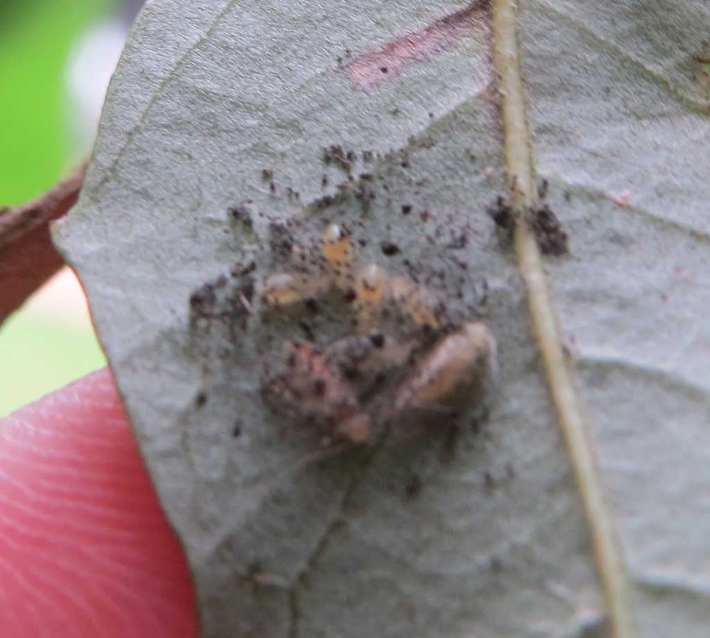 Barklice, Booklice, and Parasitic Lice from South Central Houston ...