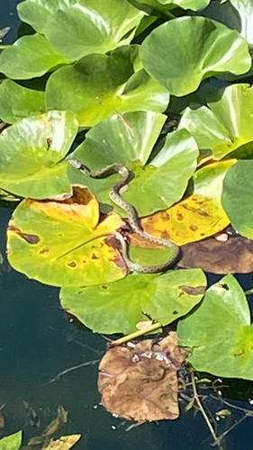 Natrix astreptophora astreptophora