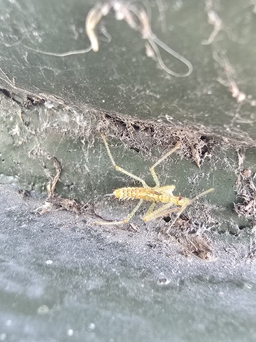 Leafhopper Assassin Bug