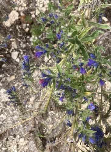 viper's-bugloss
