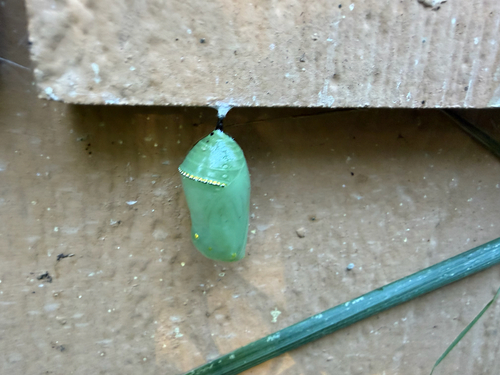 Monarch