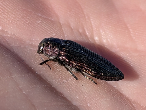 Buprestis intricata