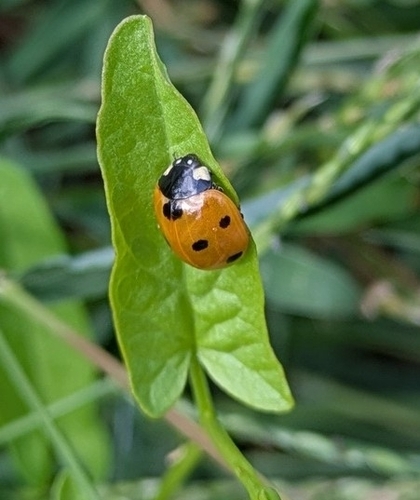 Seven-spotted Lady Beetle