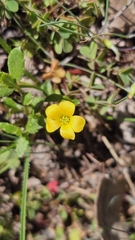 Oxalis perennans