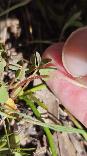 Oxalis perennans, photograph 2