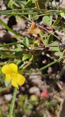 Oxalis perennans, photograph (c) Rosalie Lawrence, some rights reserved (CC BY)