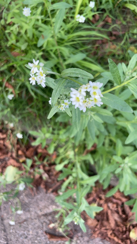 hoary alyssum