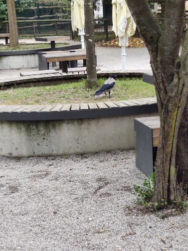 Hooded Crow
