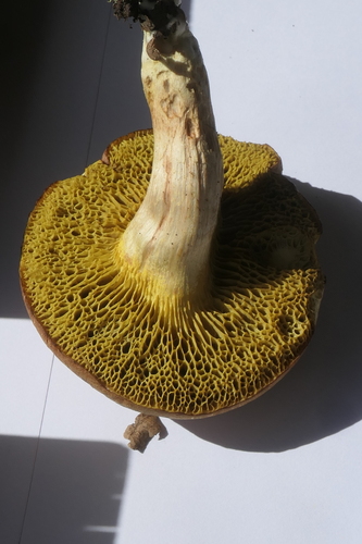 Suede Bolete