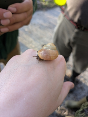 Brown-lipped Snail