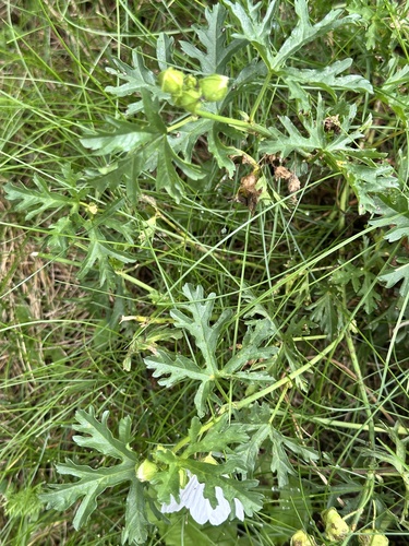 musk mallow