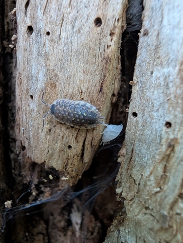 Brickwork Woodlouse