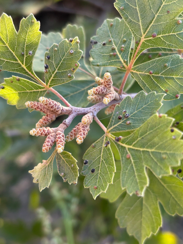 fragrant sumac
