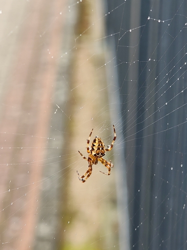 Cross Orbweaver