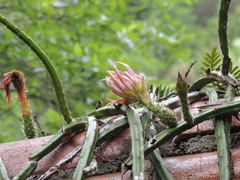 Selenicereus spinulosus