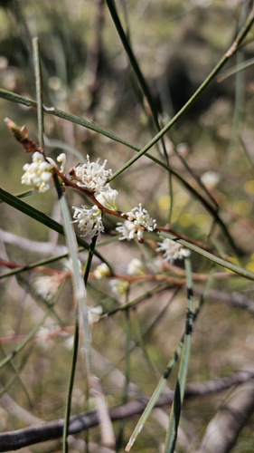 Hakea carinata