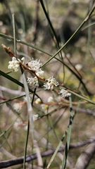 Hakea carinata