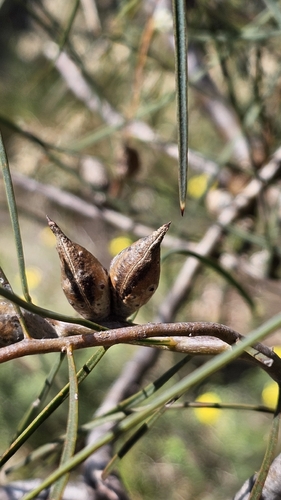 Hakea carinata, photograph 2