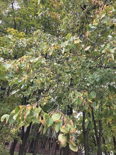Наблюдение на iNaturalist