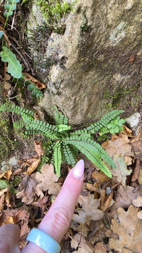 maidenhair spleenwort
