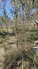Hakea carinata, photograph (c) Rosalie Lawrence, some rights reserved (CC BY)