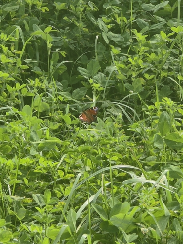 European Peacock Butterfly
